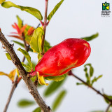 Anar (Pomegranate)