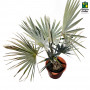 Bismarckia Palm