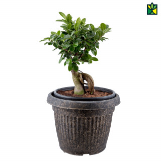 Bonsai Ficus (5 Inch pot)