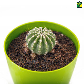 Cactus Succulent Plant