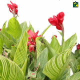 Canna Lily Variegated (New Color)