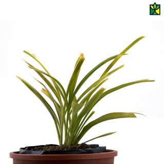 Chlorophytum (Spider Plant)