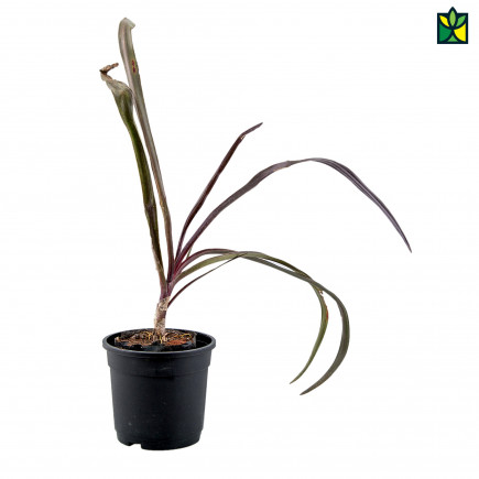 Crinum Lily Red