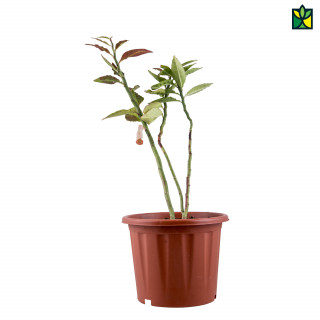 Dudhi - Euphorbia Hirta
