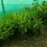 Elaichi (Cardamom) Plant