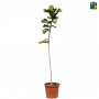 Ficus Lyrata (Fiddle Leaf Fig)