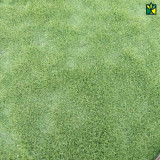 Korean Carpet Grass