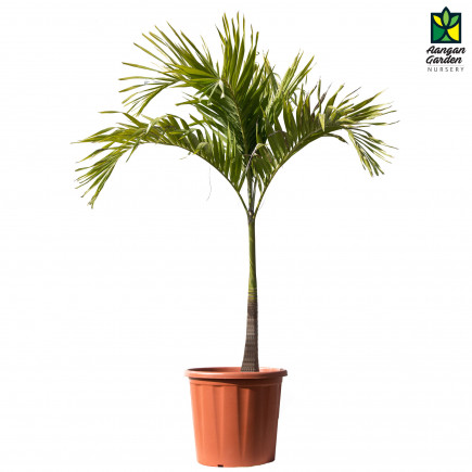 Mirchi Meri Green Palm