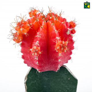 Moon Cactus - Gymnocalycium Mihanovichii