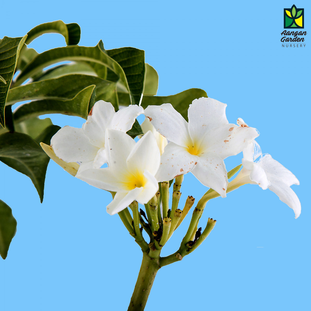 Buy Plumeria Pudica, Nag Champa - Plant - Nursery Nisarga