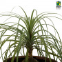 Nolina Palm - Ponytail Palm