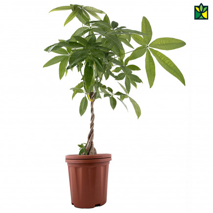 Pachira (Money Tree Plant)
