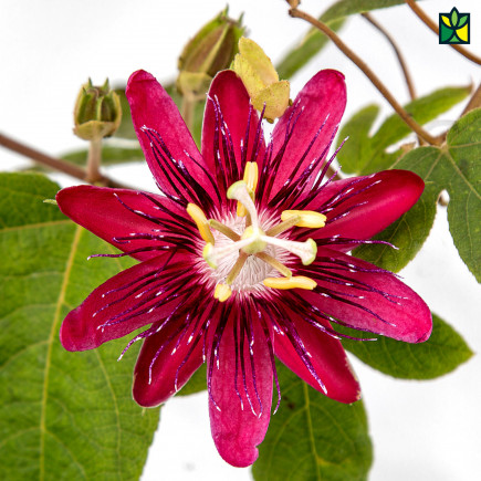Passiflora (Rakhi Bel)