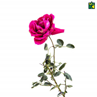 English Rose - Dutch Rose - Grafted Rose
