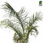 Royal Palm - Bottle Palm