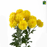 Chrysanthemum - Sewanti - Guldaudi