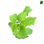 Shahtoot (Mulberry) - Grafted