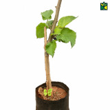 Shahtoot (Mulberry) - Grafted